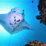 Manta Point Taman Nasional Komodo